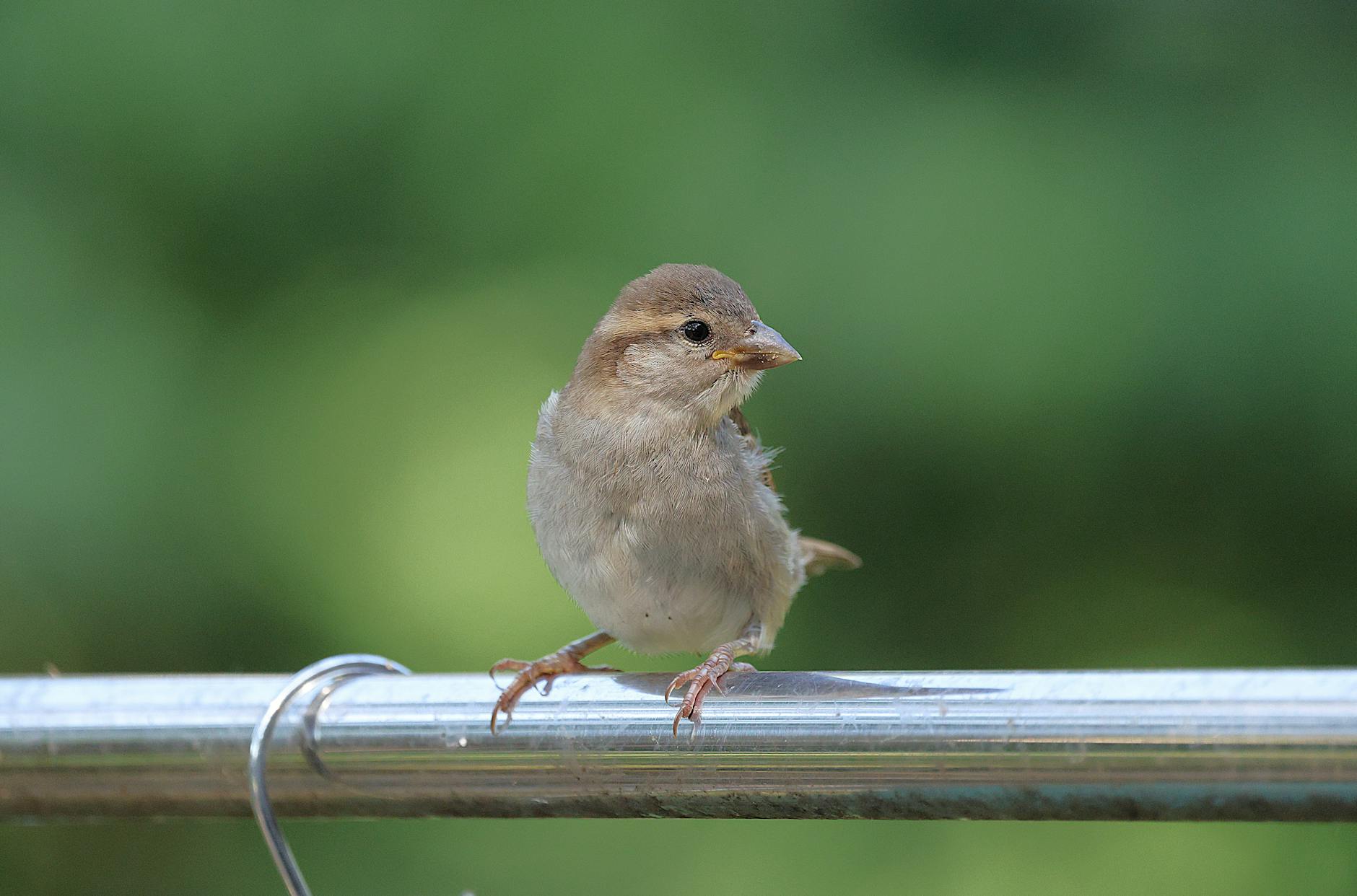 How Did Robert Downey Jr. Build His $300 Million Net Worth?