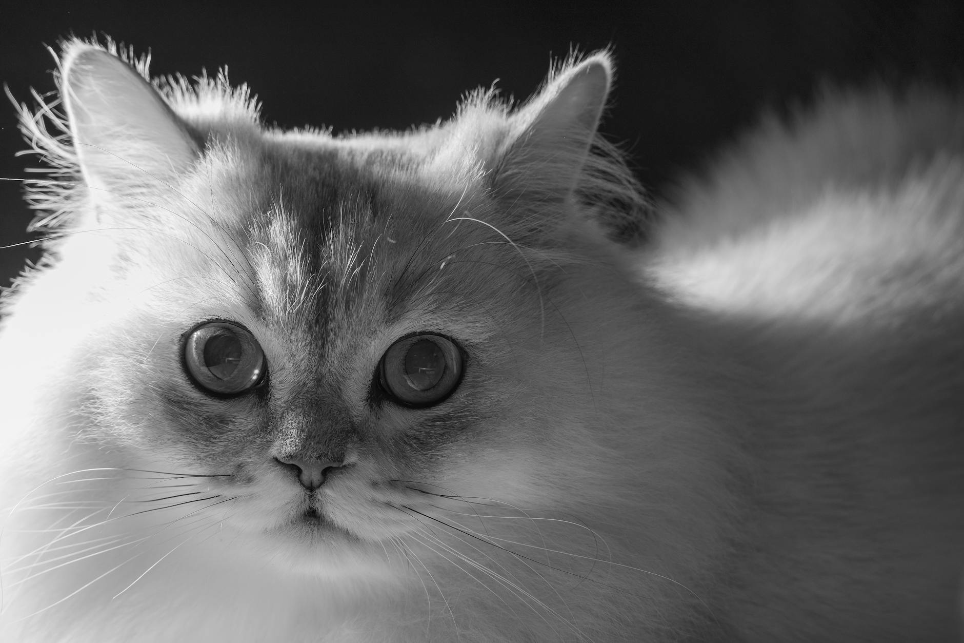 How Did Serena Williams Build Her $350 Million Net Worth?