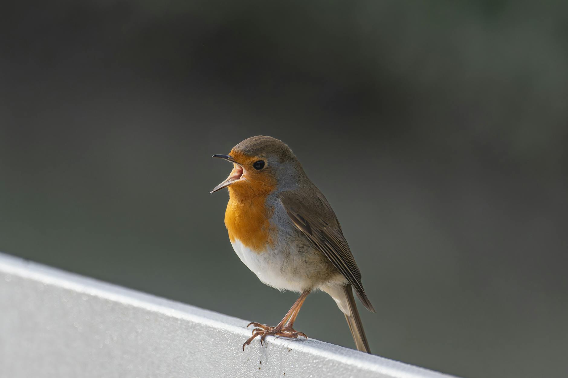 What Cars Does Robin Li Own in His Personal Collection?