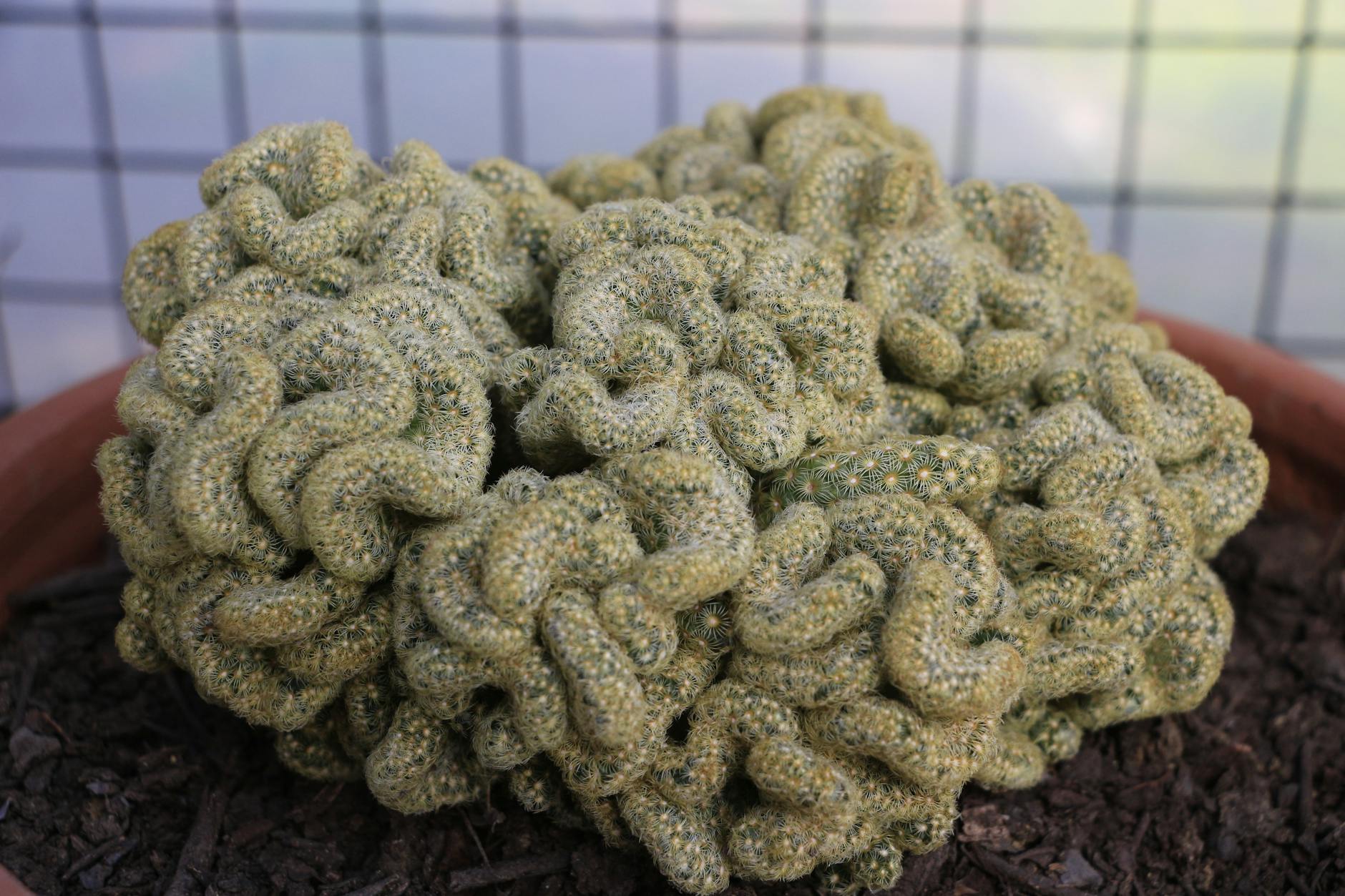 Cactus Jack Records and Travis Scott's Business Ventures