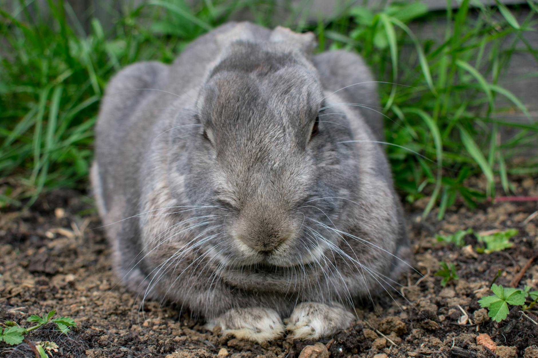 How Did Bad Bunny Build His $100 Million Fortune?