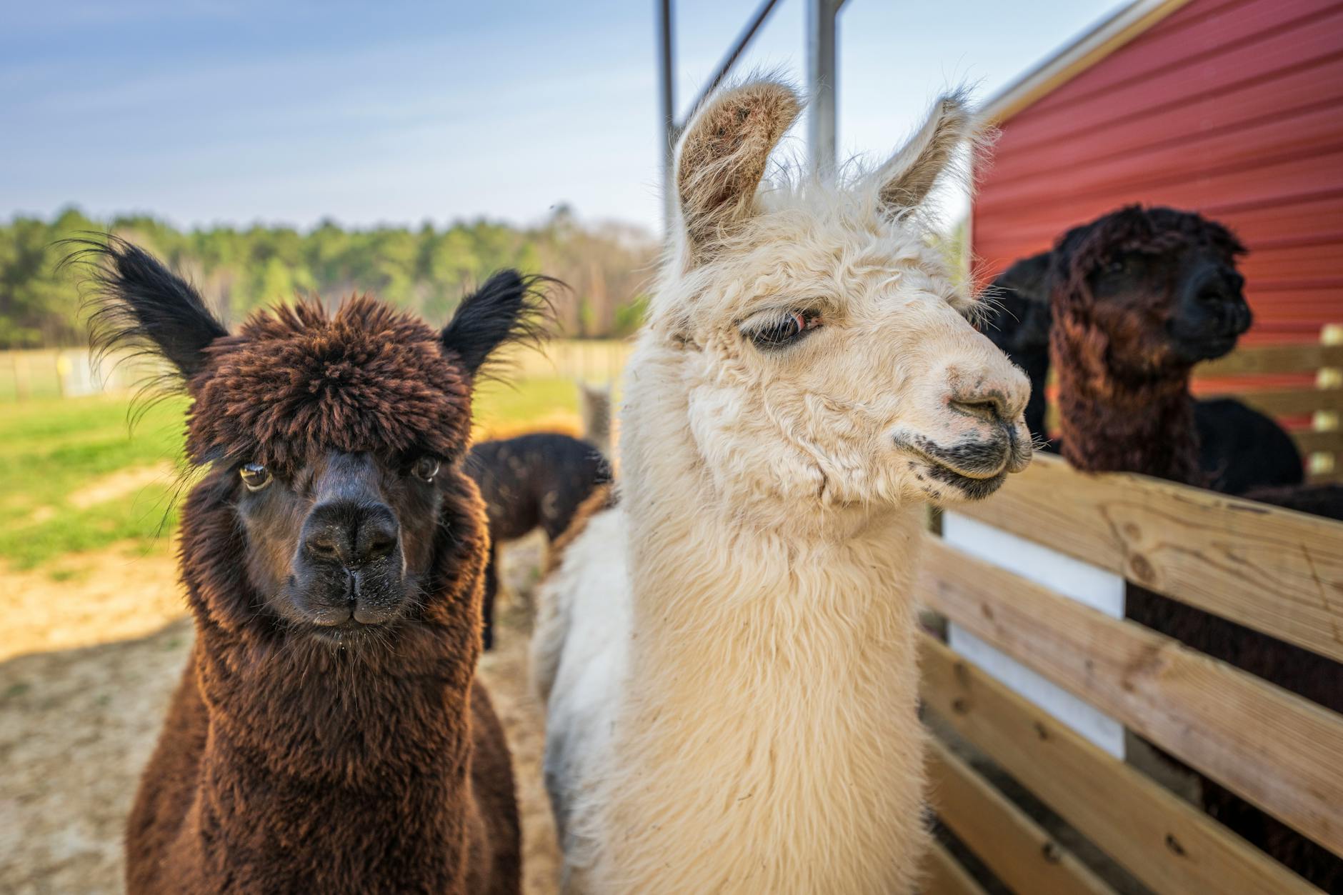 HOW DID ALPACA REACH A $1.15 BILLION VALUATION?