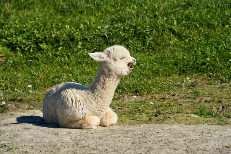 What Is Alpaca Markets Worth? - Featured image