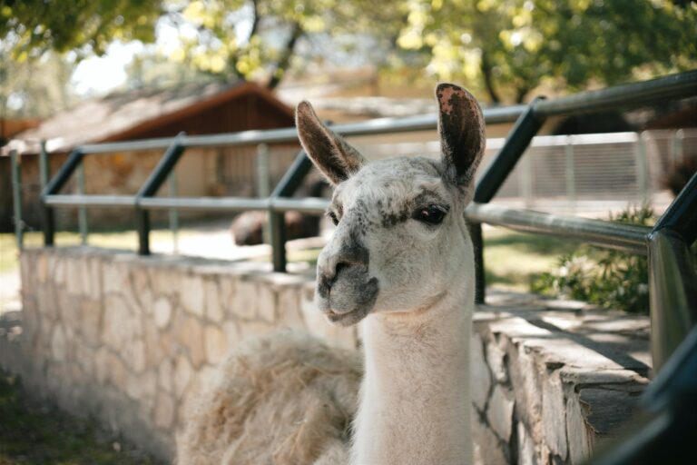 What Is DeFi Llama Worth? - Featured image
