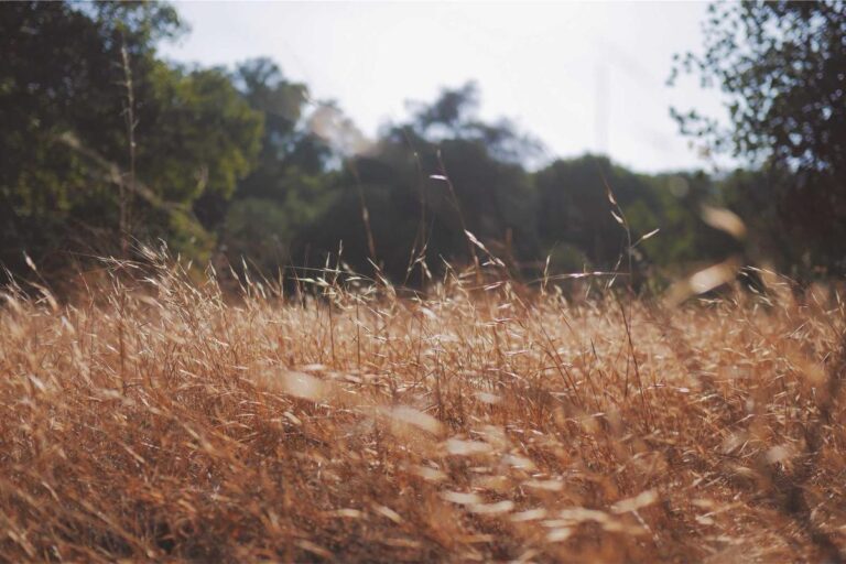 What Is MarketWatch Worth? - Featured image