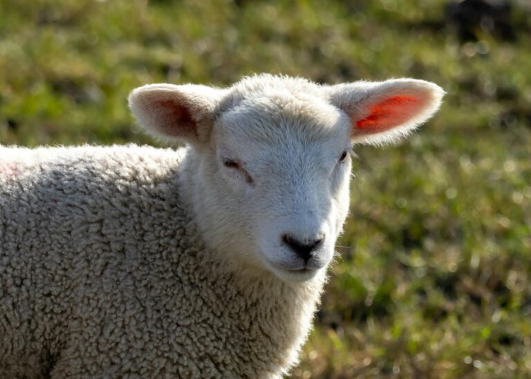 How Much Does Ceedee Lamb Make per Year - Featured image